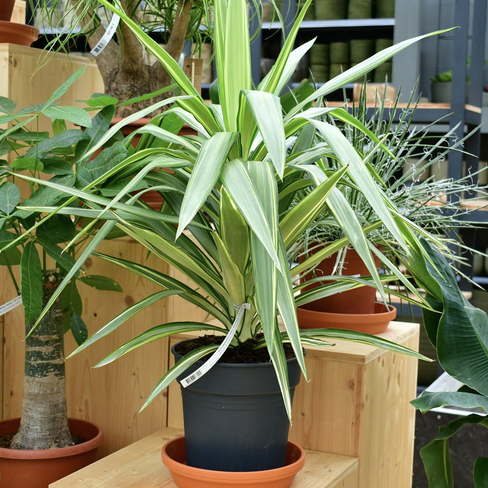 Eine schöne Yucca elephantipes (Palmlilie).