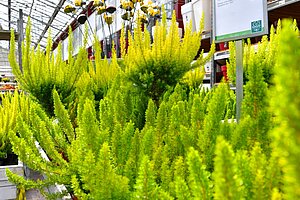 Grüne Heidepflanzen als Stämmchen und Deko Bienen im Hintergrund