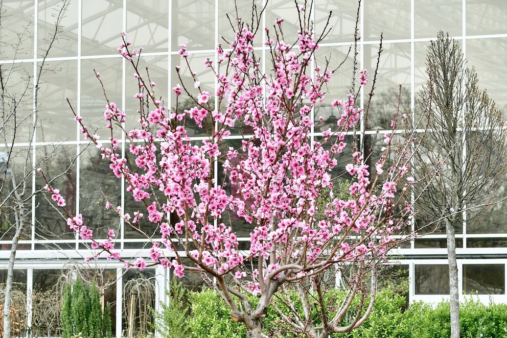 Ein Obstbaum ohne Blätter mit zahlreichen pinken Blüten.
