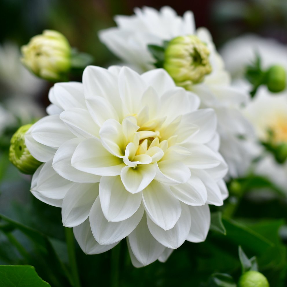 Zahlreiche weiße Blüten und Knospen einer Dahlie. 