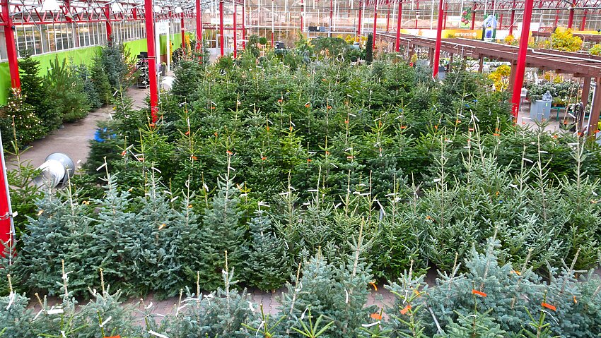 Aufgereihte Weihnachtsbäume bei einem Weihnachtsbaumverkauf