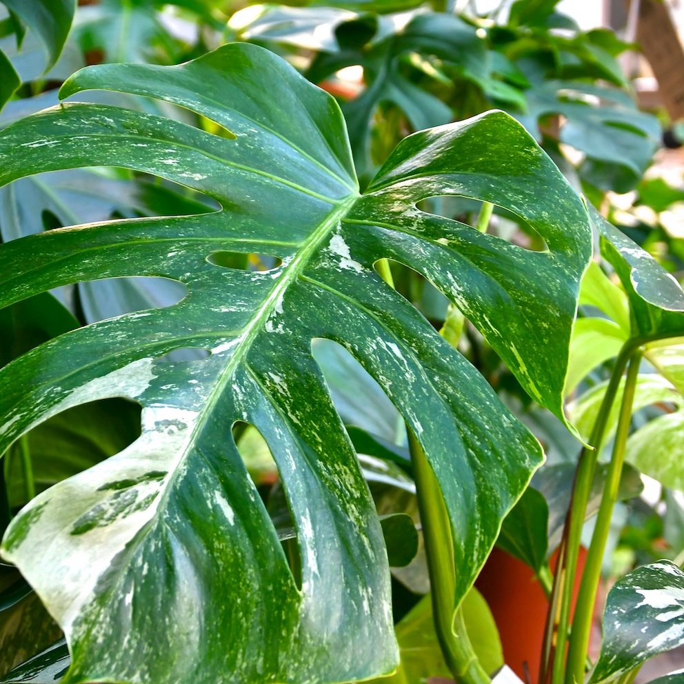 Das schöne gemusterte Blatt einer Monstera deliciosa variegata.