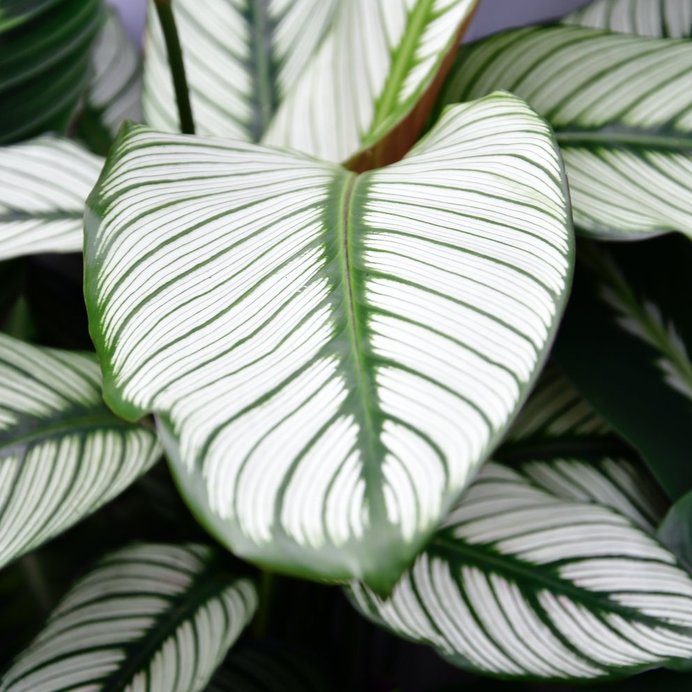Das Laub einer Calathea.