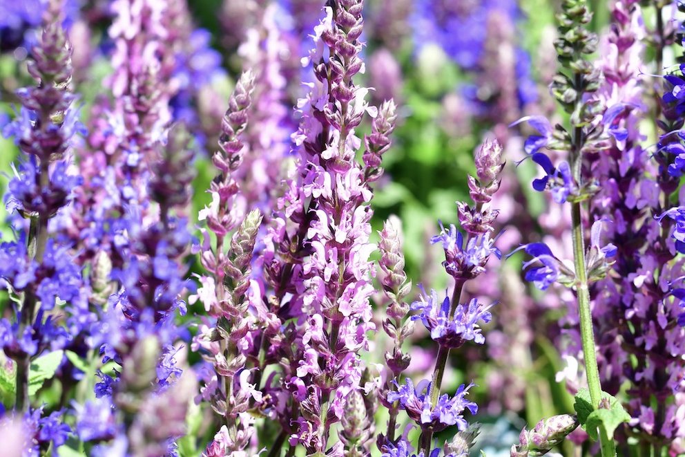 Zahlreiche lilafarbene und blaue Blüten von Salbei.