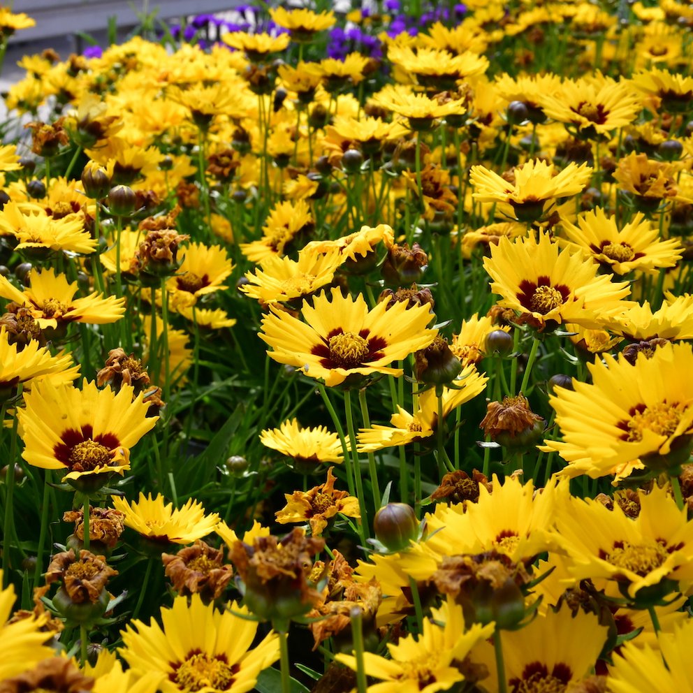Ein Beet voller Mädchenaugenblüten, mit rötlicher Mitte.