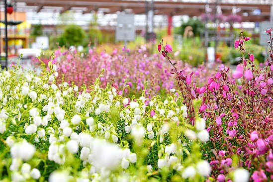 Weiße und rosafarbene irische Glockenheide