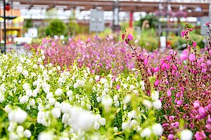 Weiße und rosafarbene irische Glockenheide