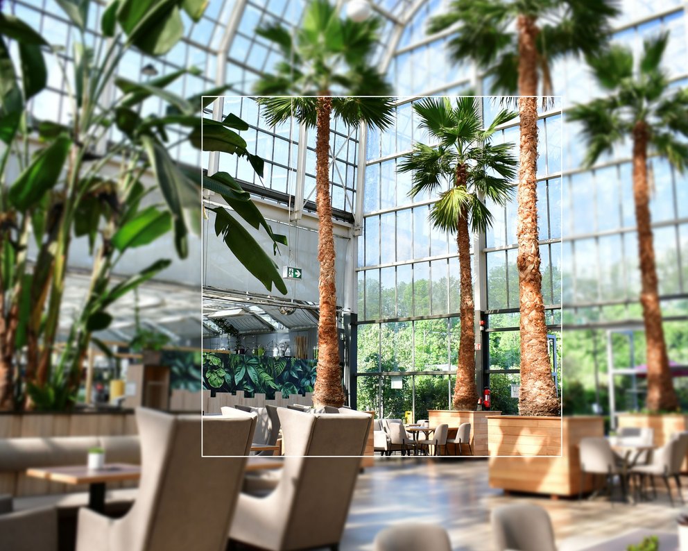 palmencafe-ambiente Vier große Palmen stehen in einem Glaspavillon. Dazwischen stehen Tische und Stühle