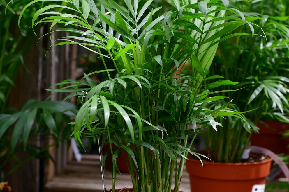 Zwei Chamaedorea elegans (Bergpalme) in rötlichen Kulturtöpfen hintereinander auf einem hölzernen Untergrund. Im Hintergrund sind weitere Grünpflanzen zu sehen.