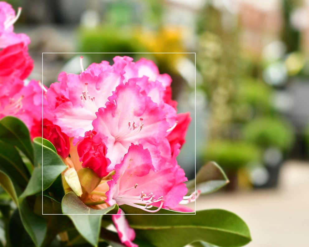 Auf der linken Seite des Bildes sieht man eine pink-weiße und das Laub eines Rhododendrons. Rechts sieht man unscharf weitere Pflanzen und einen Weg.