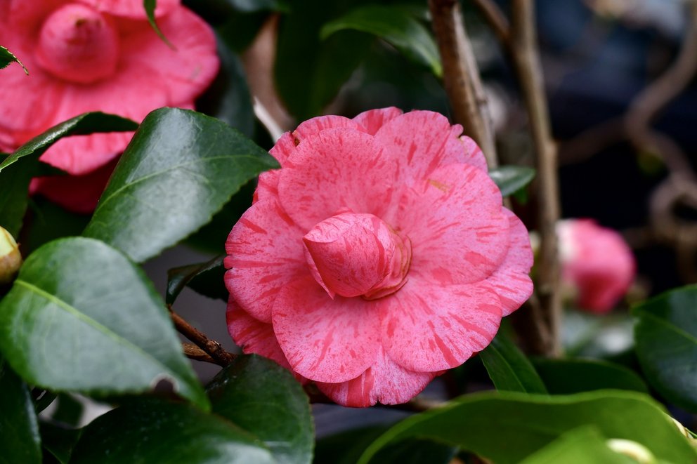 Rosafarbene fast vollständig geöffnete Blüte einer Kamelie.