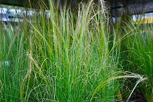 Nahaufnahme verschiedener Gräser