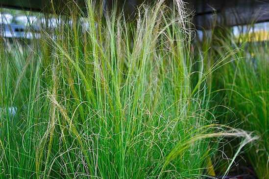 Nahaufnahme verschiedener Gräser