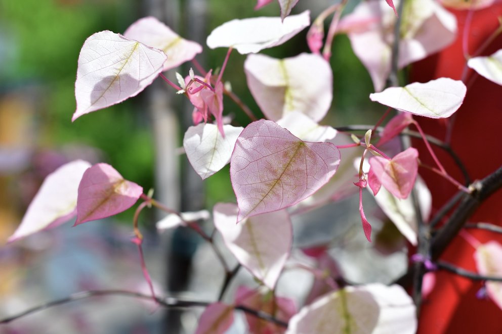 Weißes bis rosafarbenes Laub eines Judasbaumes.
