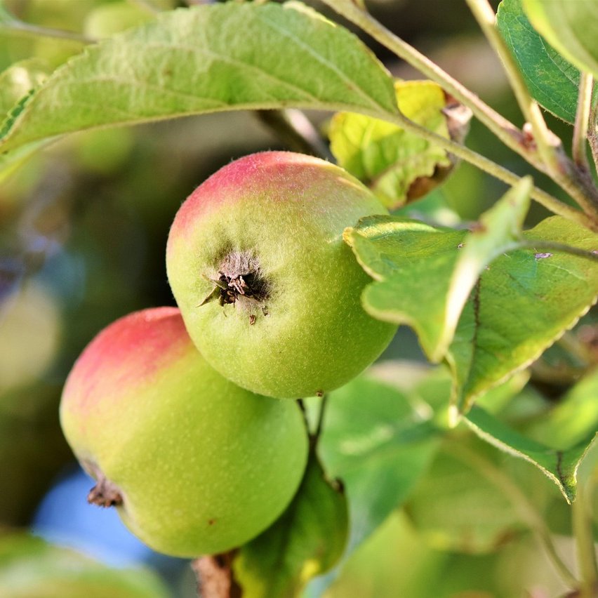 Zwei Äpfel an einem Apfelbaum umgeben von grünen Blättern