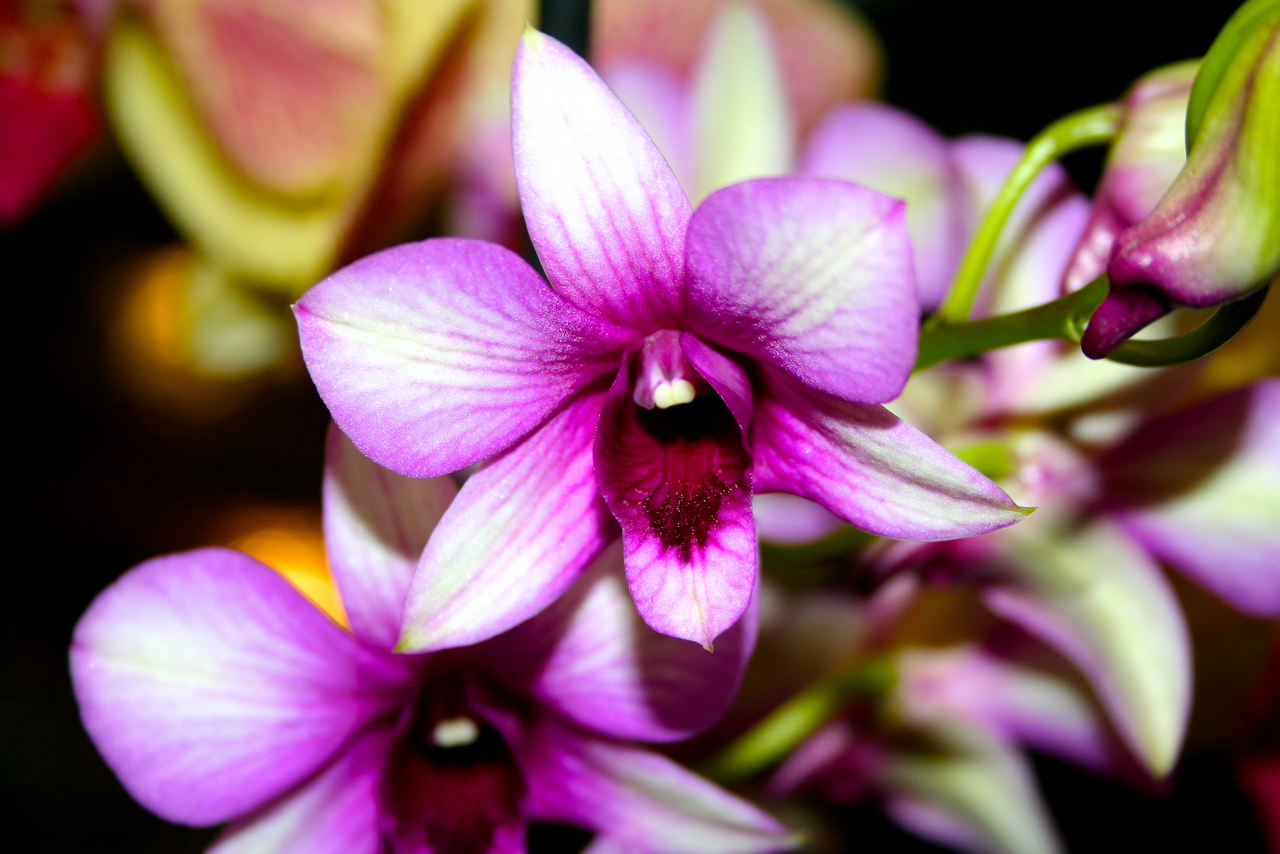 lilafarbene Dendrobium Orchidee