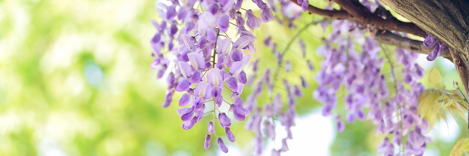 Die lilafarbene Blütenpracht einer Wisteria.