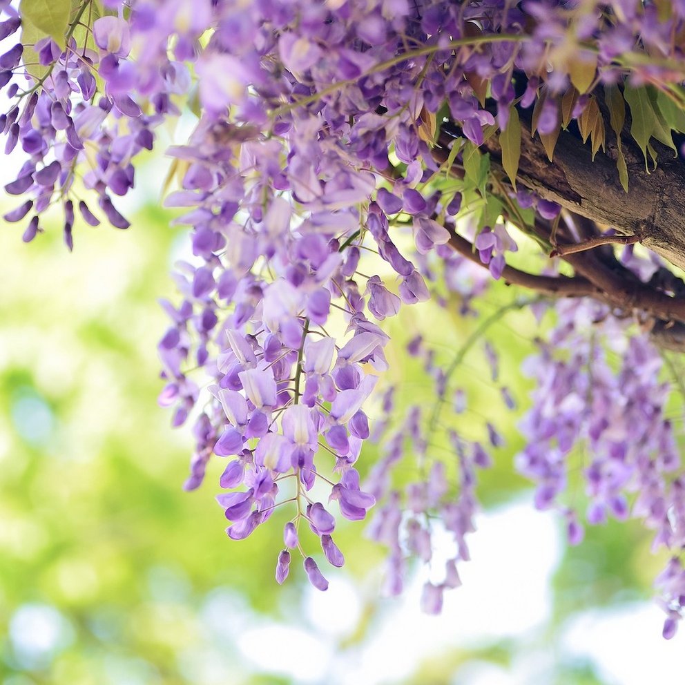 Die lilafarbene Blütenpracht einer Wisteria.