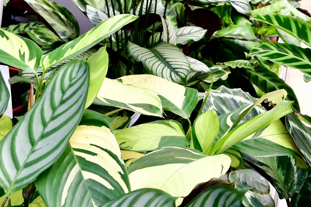 Mehrere Calathea Pflanzen auf einem Verkaufstisch im Gartencenter.