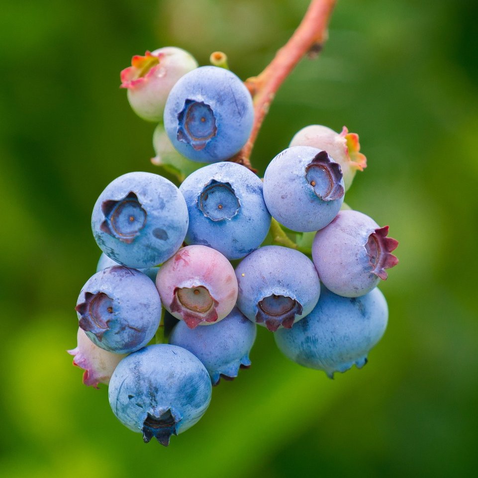 Blaubeeren an einem Zweig vor grünem Hintergrund