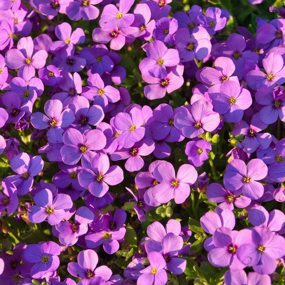 Ein Bodendecker mit lilafarbener Blüte