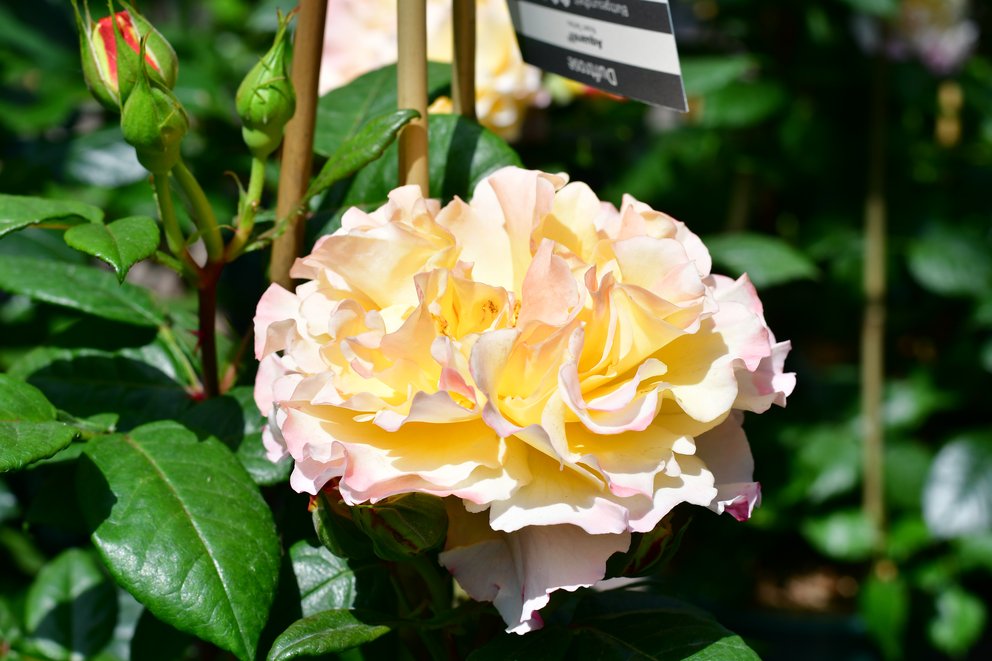Gelb-rosa farbige Rose umgeben von grünen Blättern