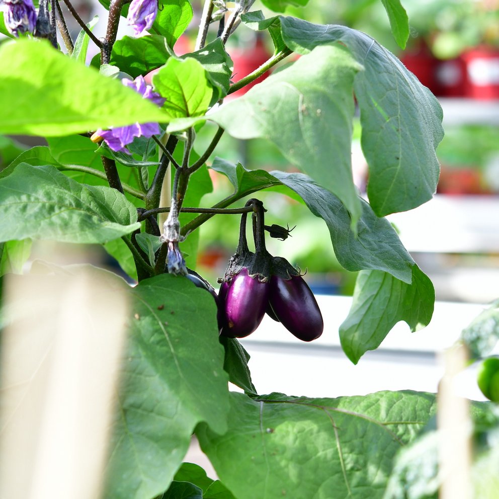 MAn sieht eine Auberginenpflanze mit vier kleinen Früchten daran.