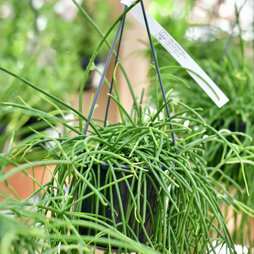 Hier sieht man eine Rhipsalis als Hängepflanze. Im Hintergrund sieht man weitere Pflanzen.