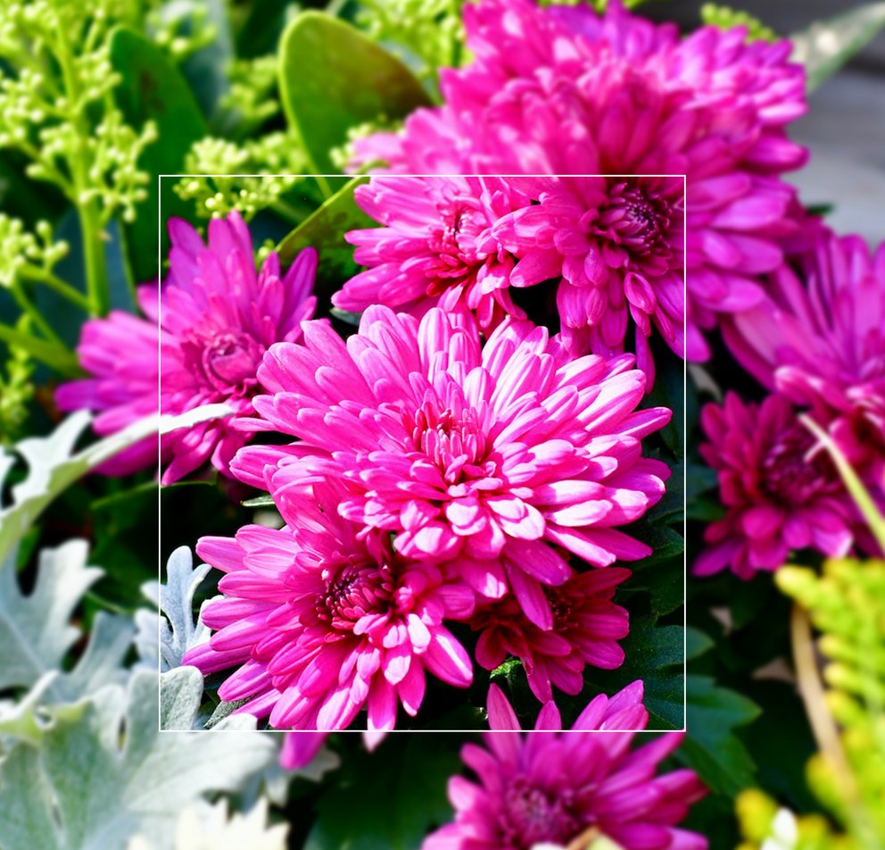 Pink blühende Chrysanthemen. Links davor steht ein Silberblatt. Rechts vor den Chrysanthemen und links dahinter stehen weitere Pflanzen.
