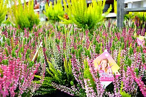 Calluna vulgaris. Spezielle Besenheidesorte, welche in Rot, Rosa, Lila, Weiß und Gelb zeitgleich blüht