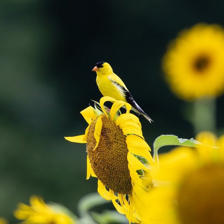 Gelber Vogel sitzt auf gelber Sonnenblume