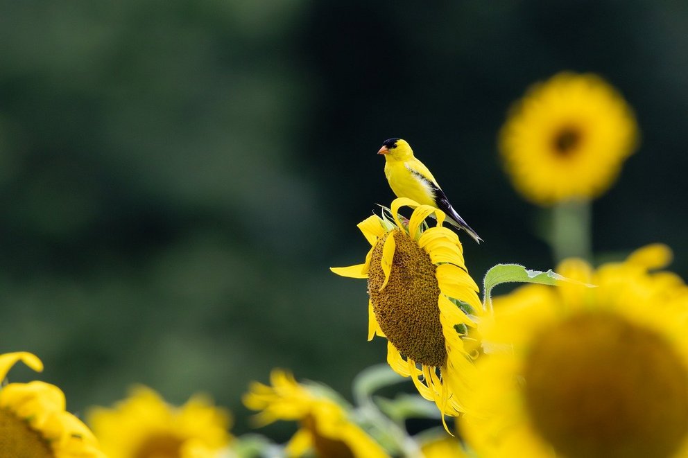 Gelber Vogel sitzt auf gelber Sonnenblume
