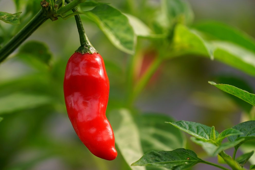 Chilli
