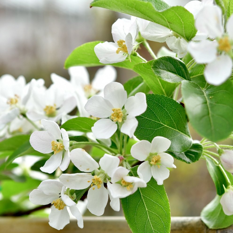 Weiße Obstbaumblüte und saftig grüne Blätter.
