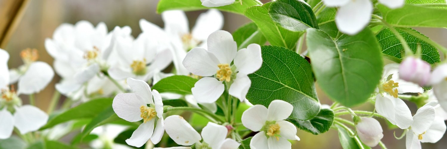 Weiße Obstbaumblüte und saftig grüne Blätter.