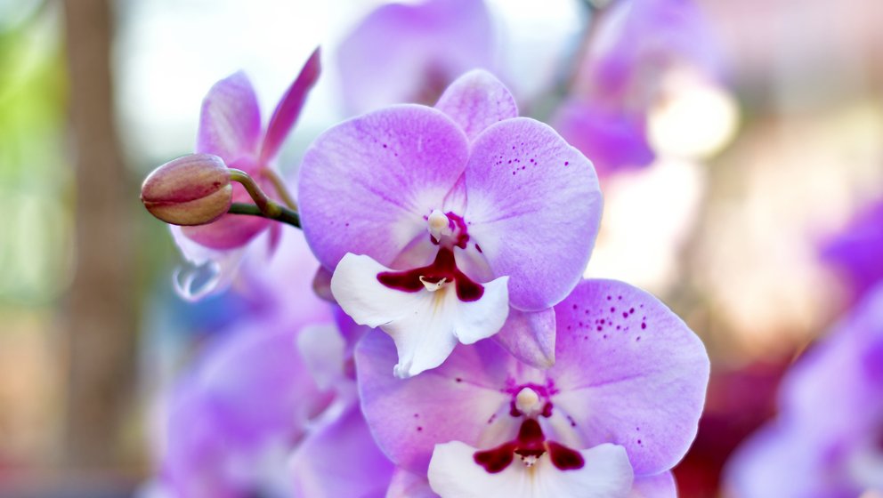 Die schön gemusterte Blüte einer Phalaenopsis-Orchidee.