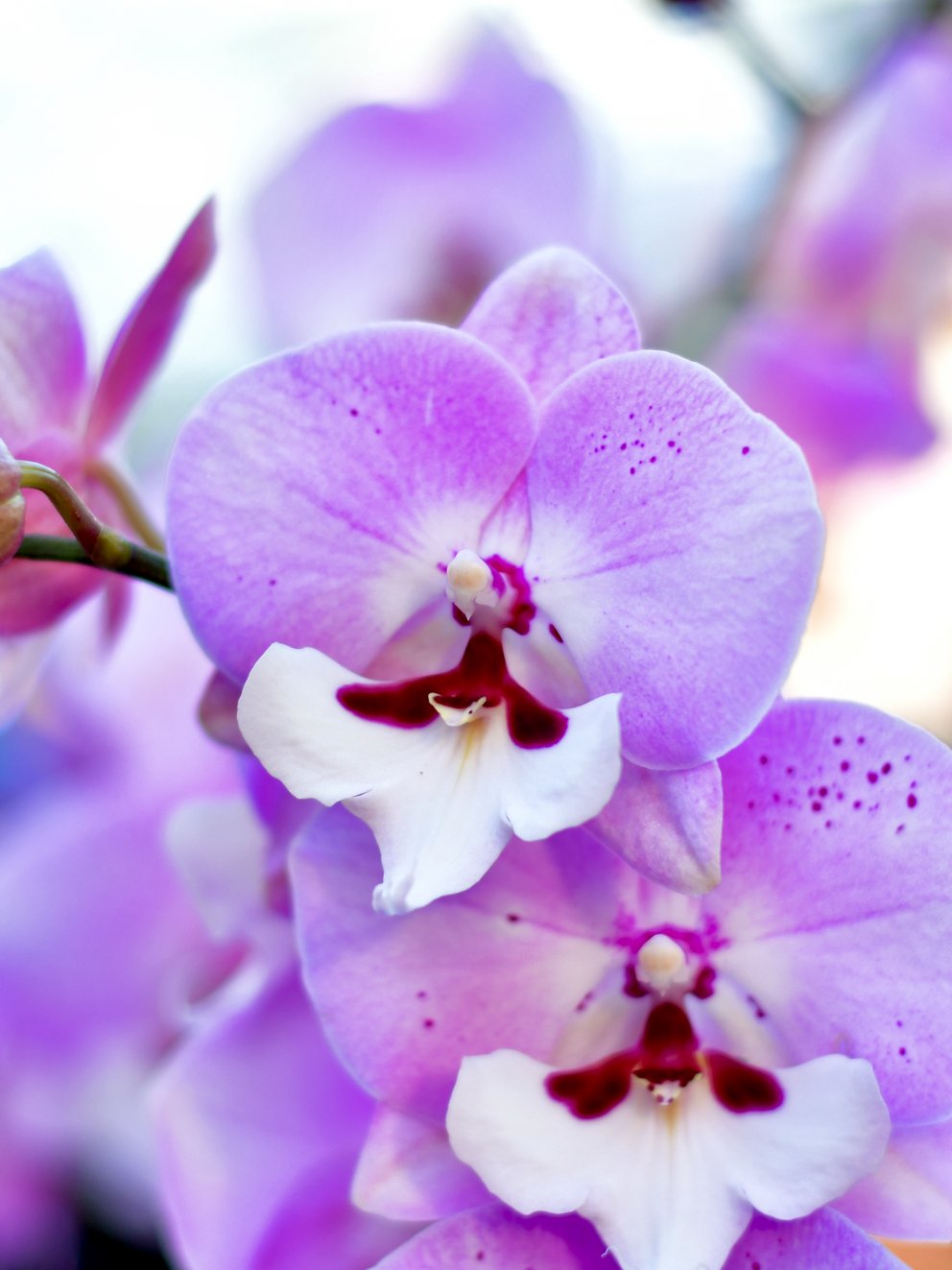 Phalaenopsis Die schön gemusterte Blüte einer Phalaenopsis-Orchidee.