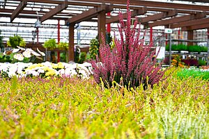 Knospenheide Calluna vulgaris in gelb, grün und rot. Im Hintergrund steht eine große Holzpergola.