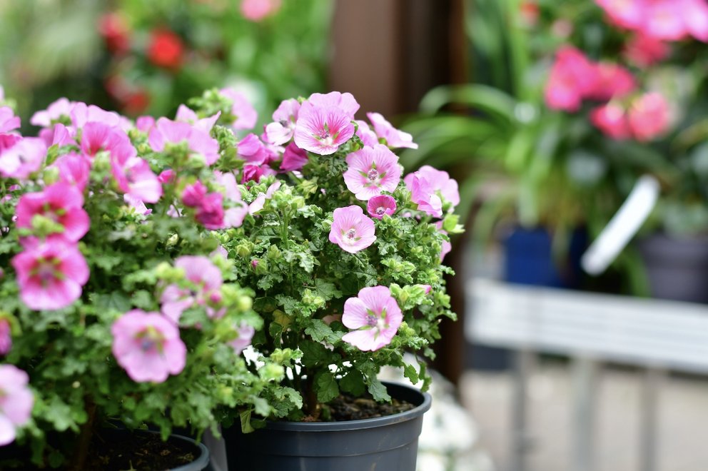 Kübelpflanze mit pinken Blüten