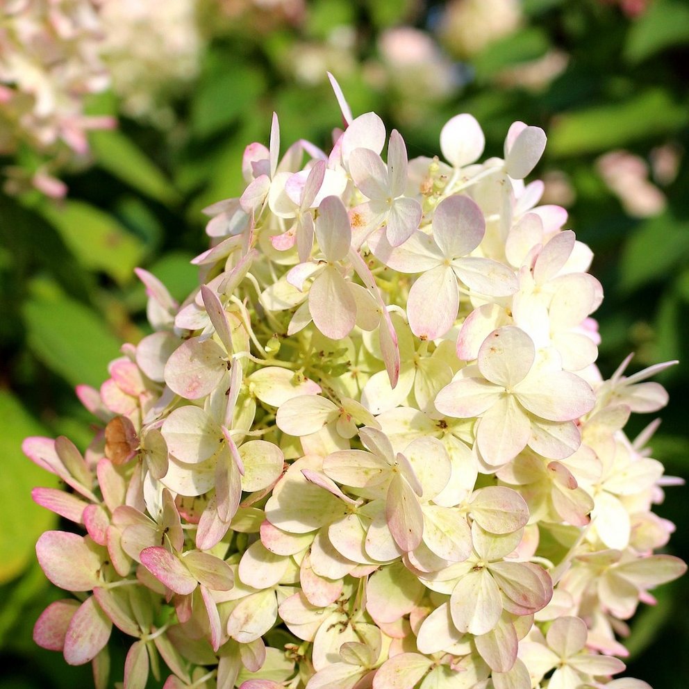 Blütenrispen einer Rispenhortensie.