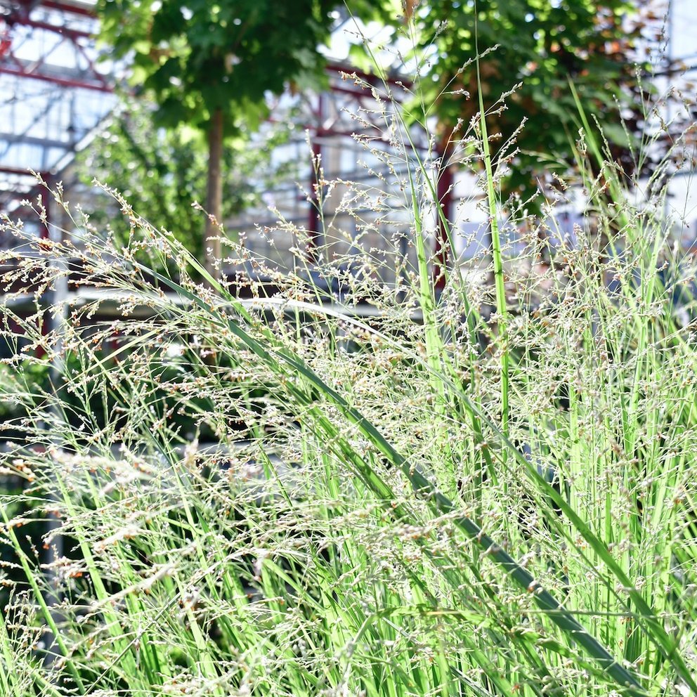 Zahlreiche Grashalme. Im Hintergrund erkennt man Bäume und weitere Pflanzen.