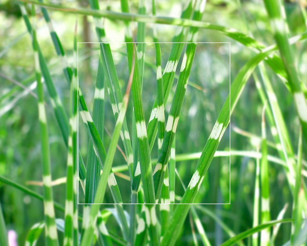 Die Halme von Miscanthus sinensis (Chinaschilf) die hellgrün gestreift sind.