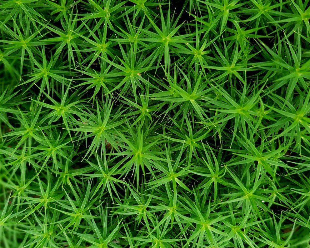 Nahaufnahme von Moos als Bodendecker.