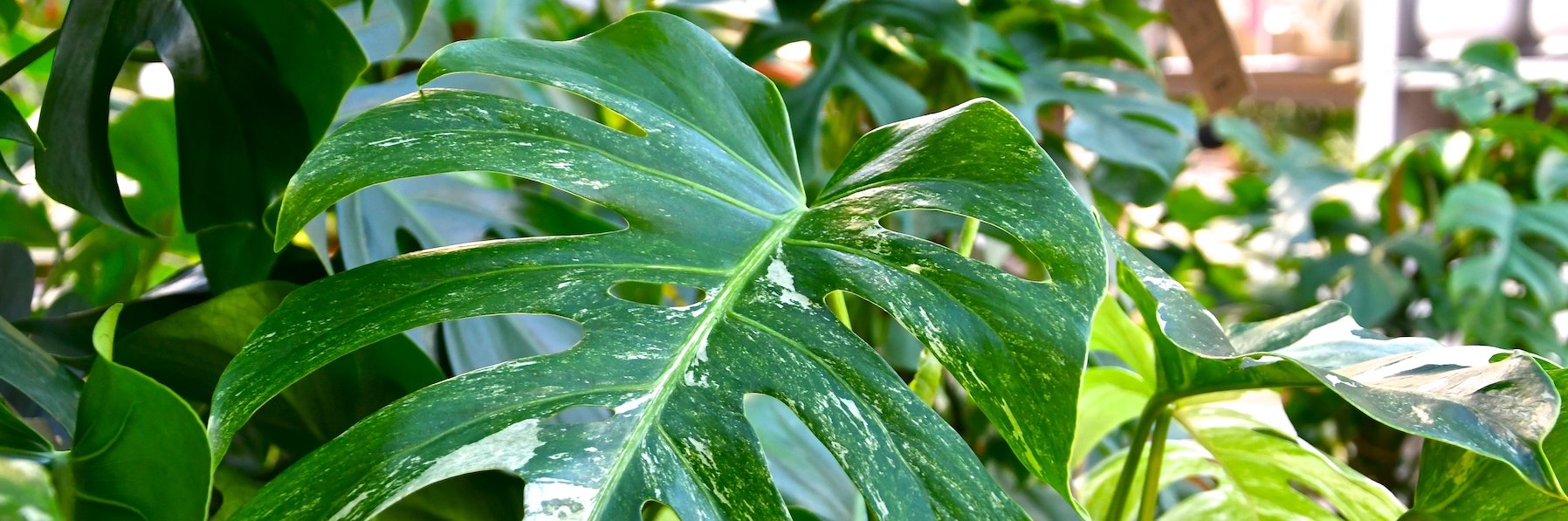 Das schöne gemusterte Blatt einer Monstera deliciosa variegata.