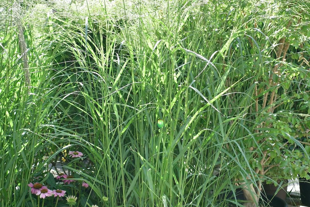 Garten-Ruten-Hirse auf der Verkaufsfläche eines Gartencenters. Links daneben stehen rosafarbene Sonnenhüte (Echinacea purpurea). Im Hintergrund sind weitere Pflanzen zu sehen!