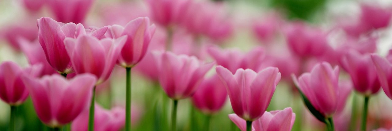 pinke Tulpen im Beet mit grünem, verschwommenem Hintergrund