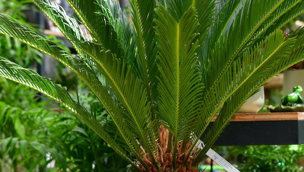 Eine Cycas revoluta (Japanischer Sagopalmfarn) in einem grün glänzenden Topf. Im Hintergrund sind weitere Pflanzen zu sehen.