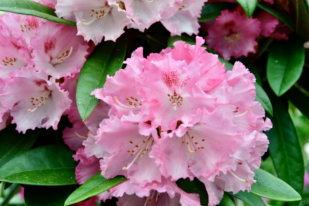 MAn sieht die rosafarbenen Blüten eines Rhododendron und einige saftig grüne Blätter.
