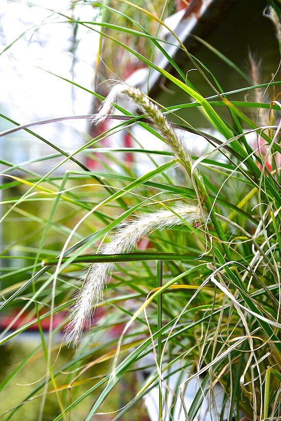 Nahaufnahme von Gräsern