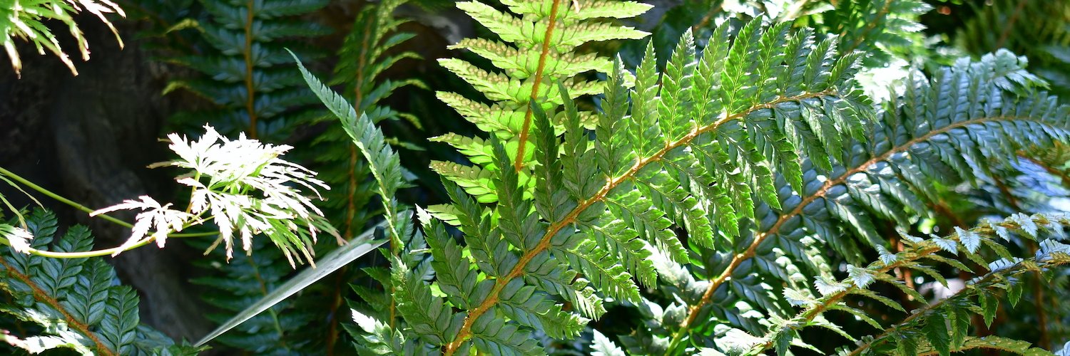 Zahlreiche Blätter eines Farns. Im Hintergrund sieht man weitere Pflanzen.